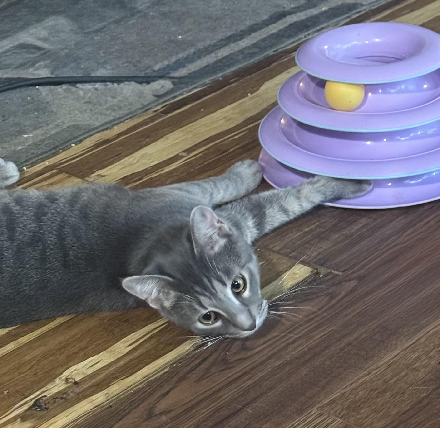 Cooper, Adoptable, Kitten Male Domestic Short Hair.