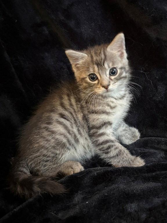 Hamilton, Adoptable, Kitten Male Domestic Medium Hair & Maine Coon.
