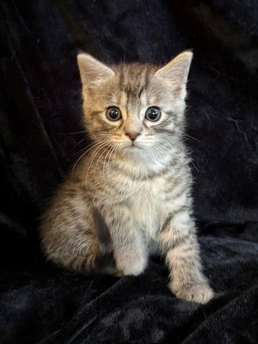 Hamilton, a Adoptable mixed breed in Nashville, TN image 2/3