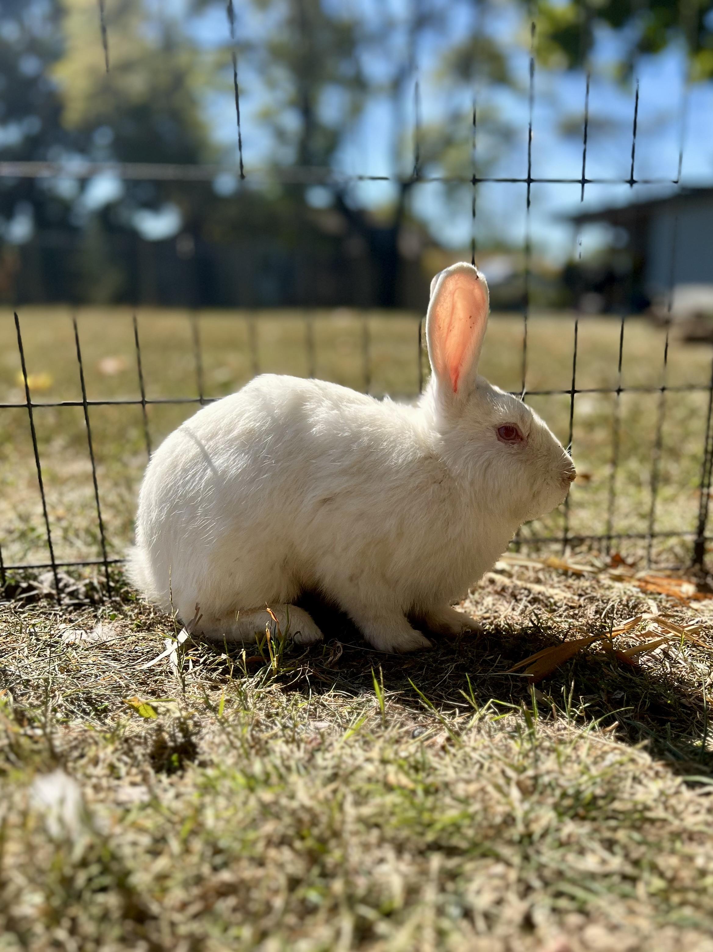 Marshmallow, Adoptable, Young Male Bunny Rabbit.