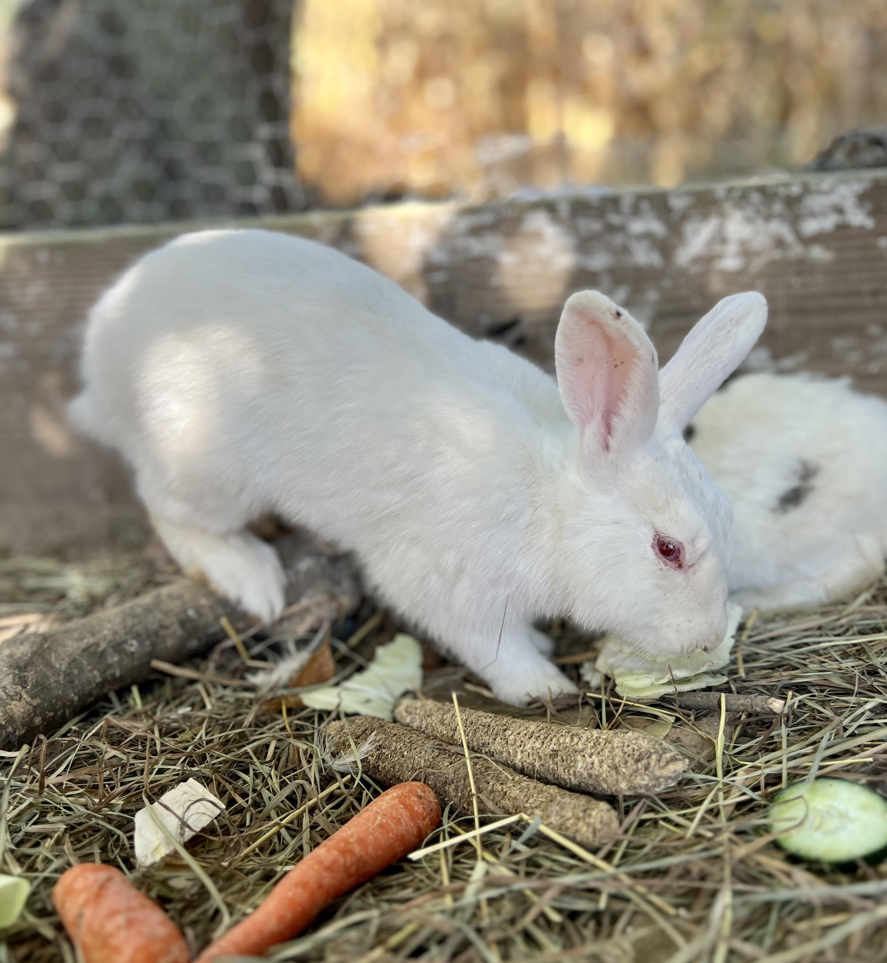 Enlarge Marshmallow, a Adoptable mixed breed in Matthews, IN image 3/3