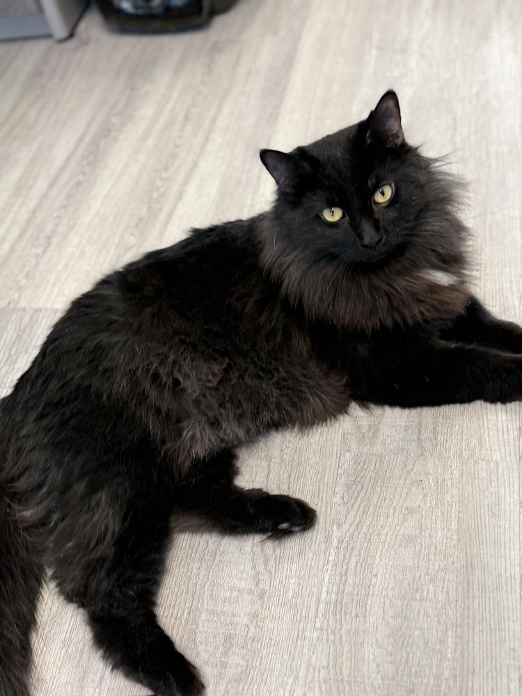 Spade, Adoptable, Young Male Domestic Medium Hair.