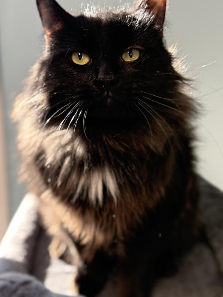 Enlarge Spade, a Adoptable Domestic Medium Hair in Harpers Ferry, WV image 2/3