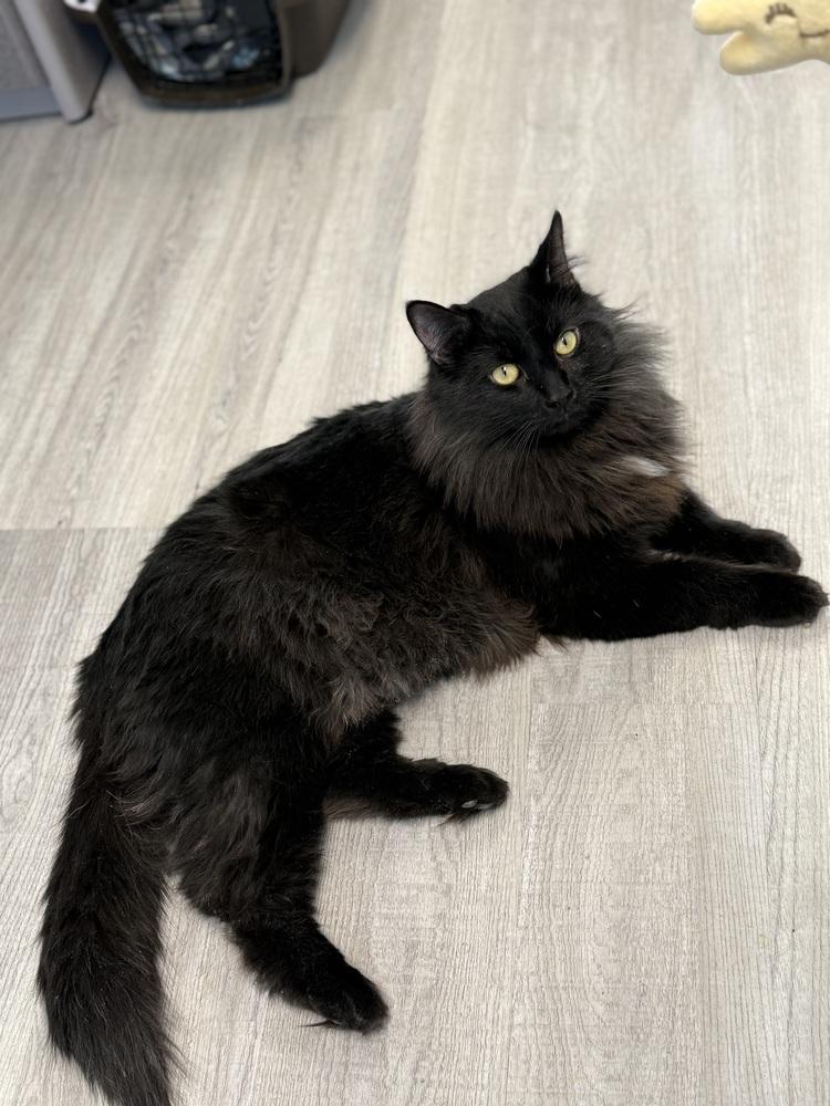 Enlarge Spade, a Adoptable Domestic Medium Hair in Harpers Ferry, WV image 3/3