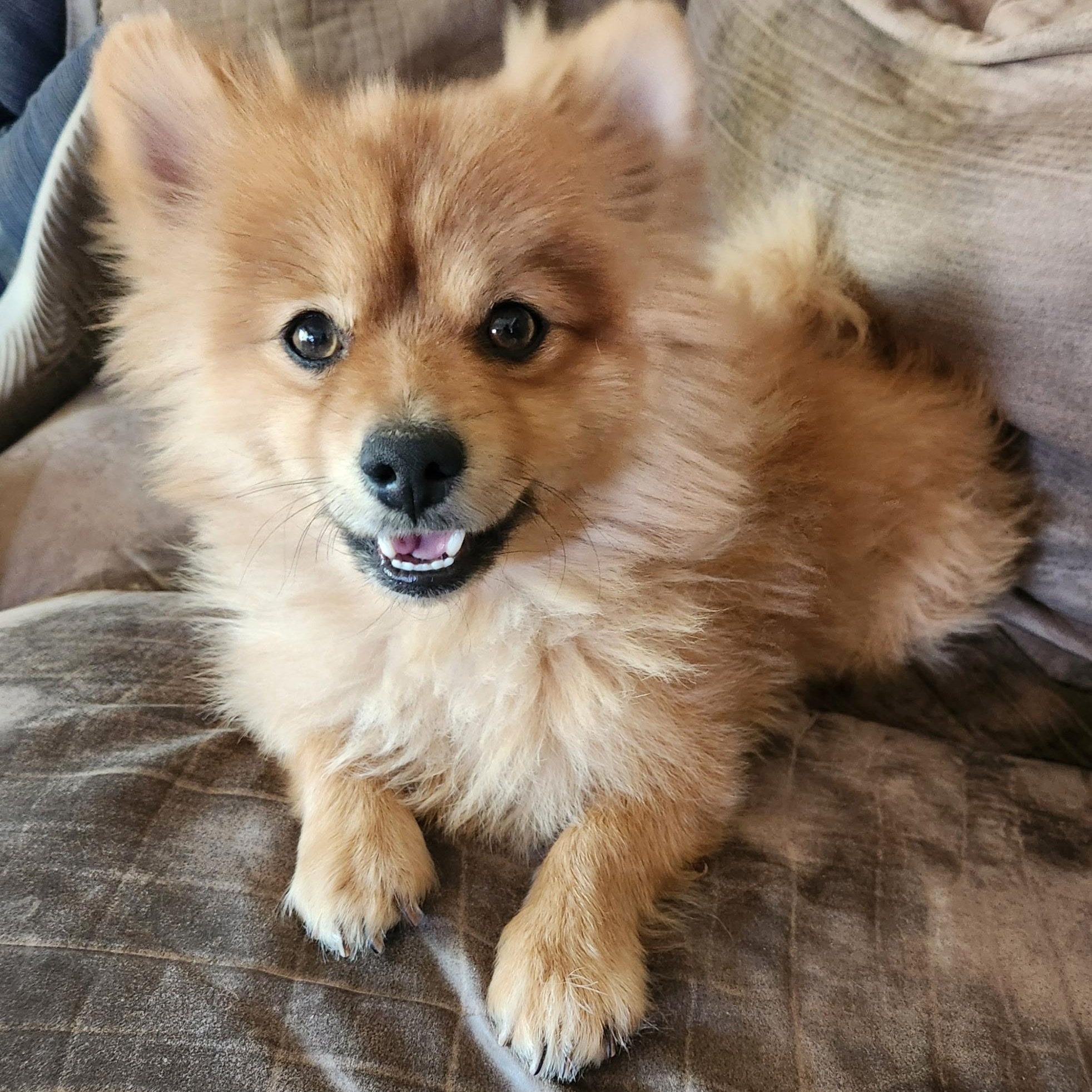 Rusty (formerly Tom), adoptable, Young Male Pomeranian.