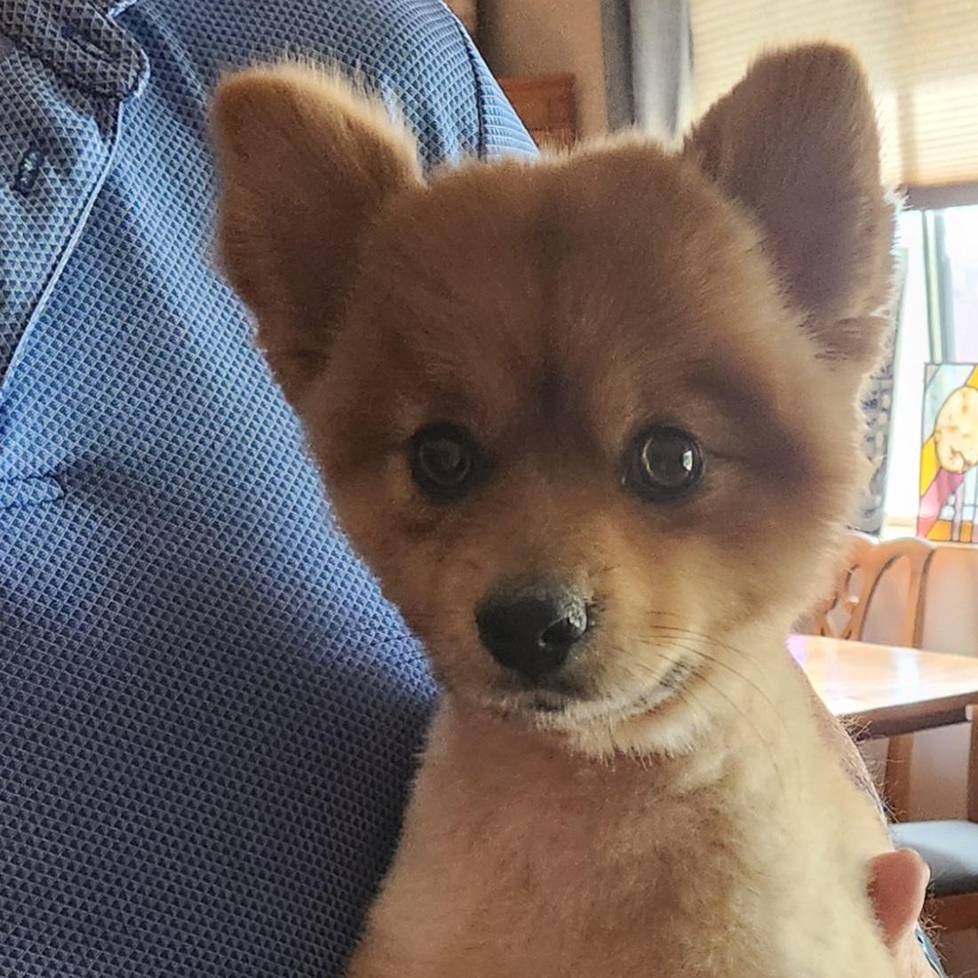 Tom, ADOPTABLE, Young Male Pomeranian.