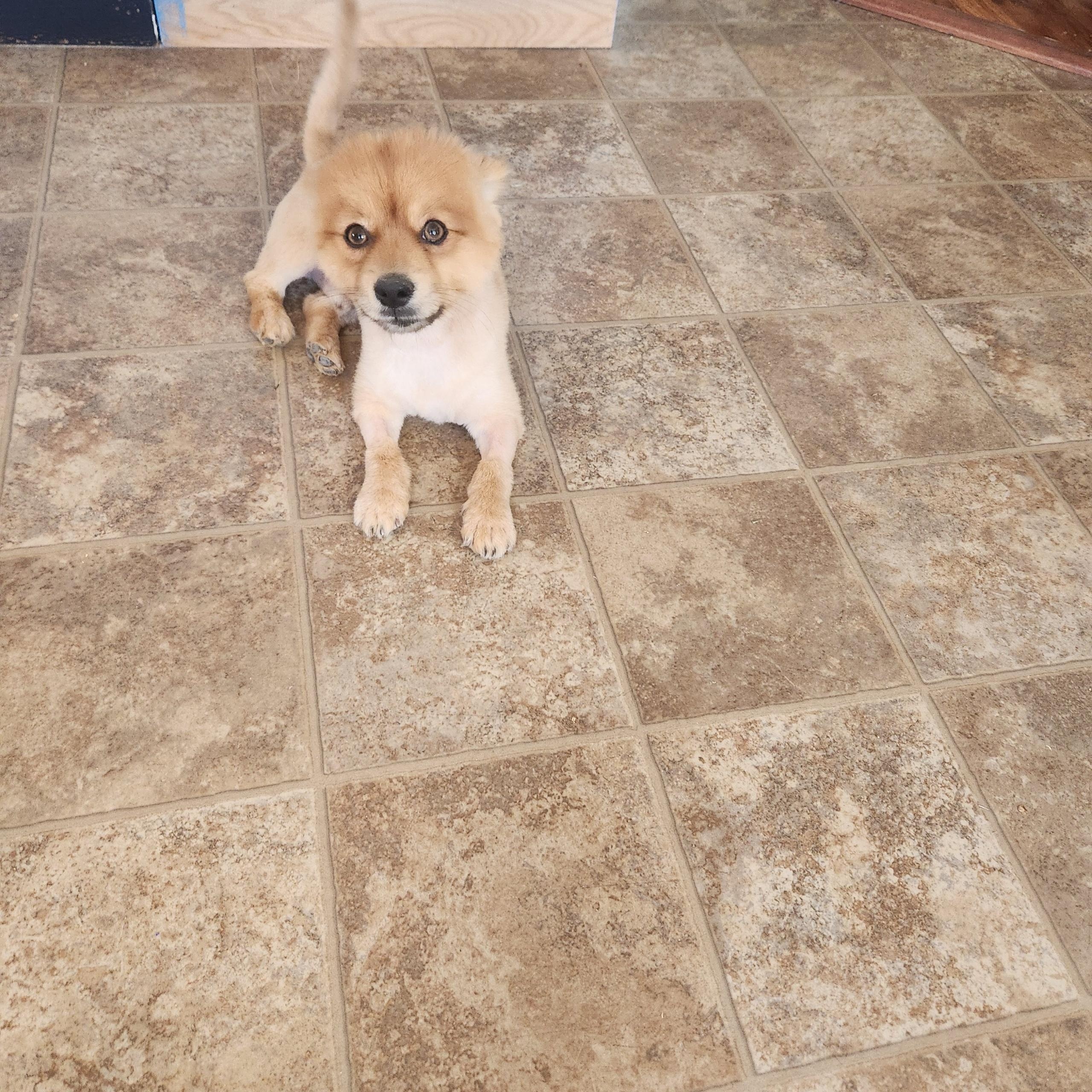Enlarge Tom, a ADOPTABLE Pomeranian in Tucson, AZ image 3/3