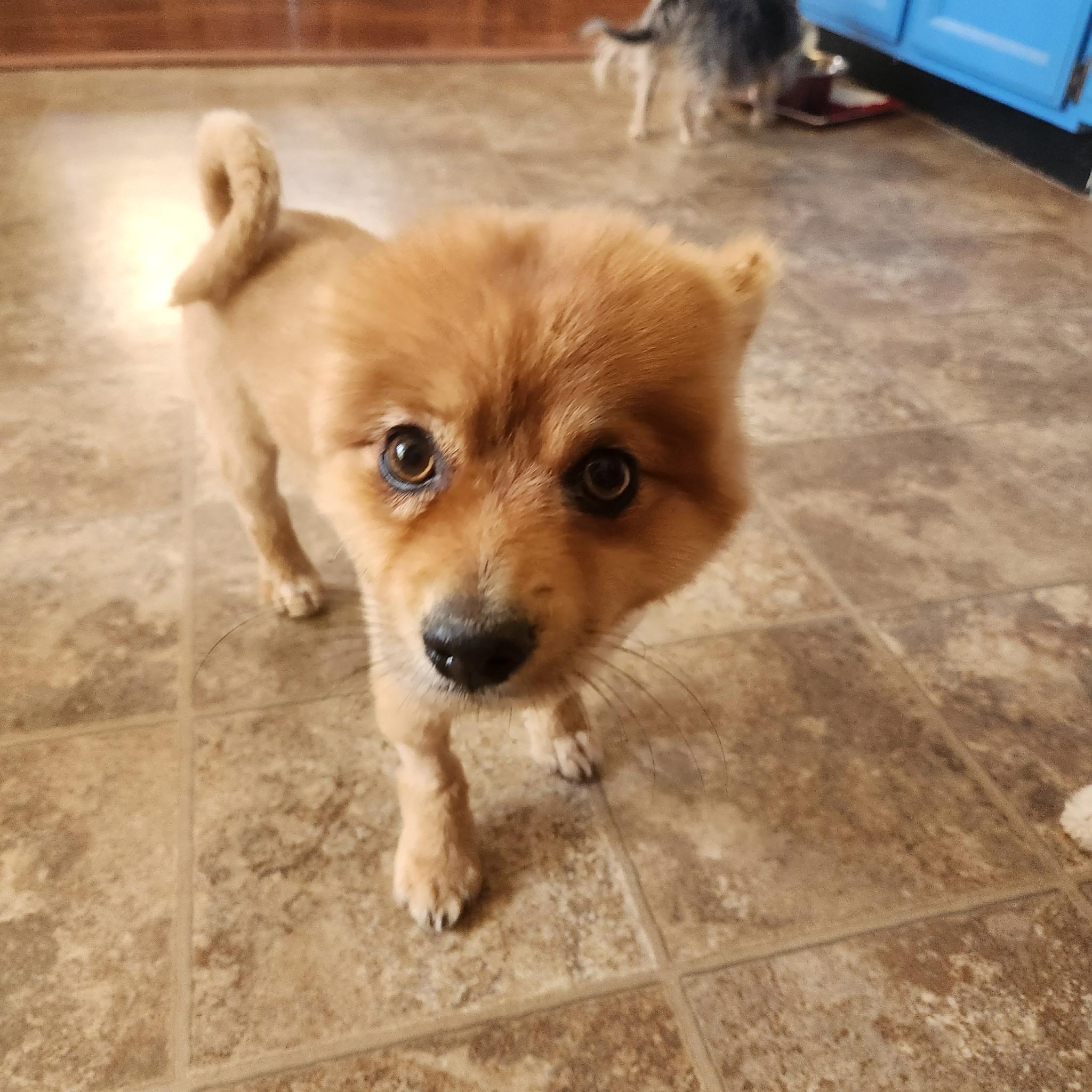 Rusty (formerly Tom), an adoptable Pomeranian in Tucson, AZ image 5/6