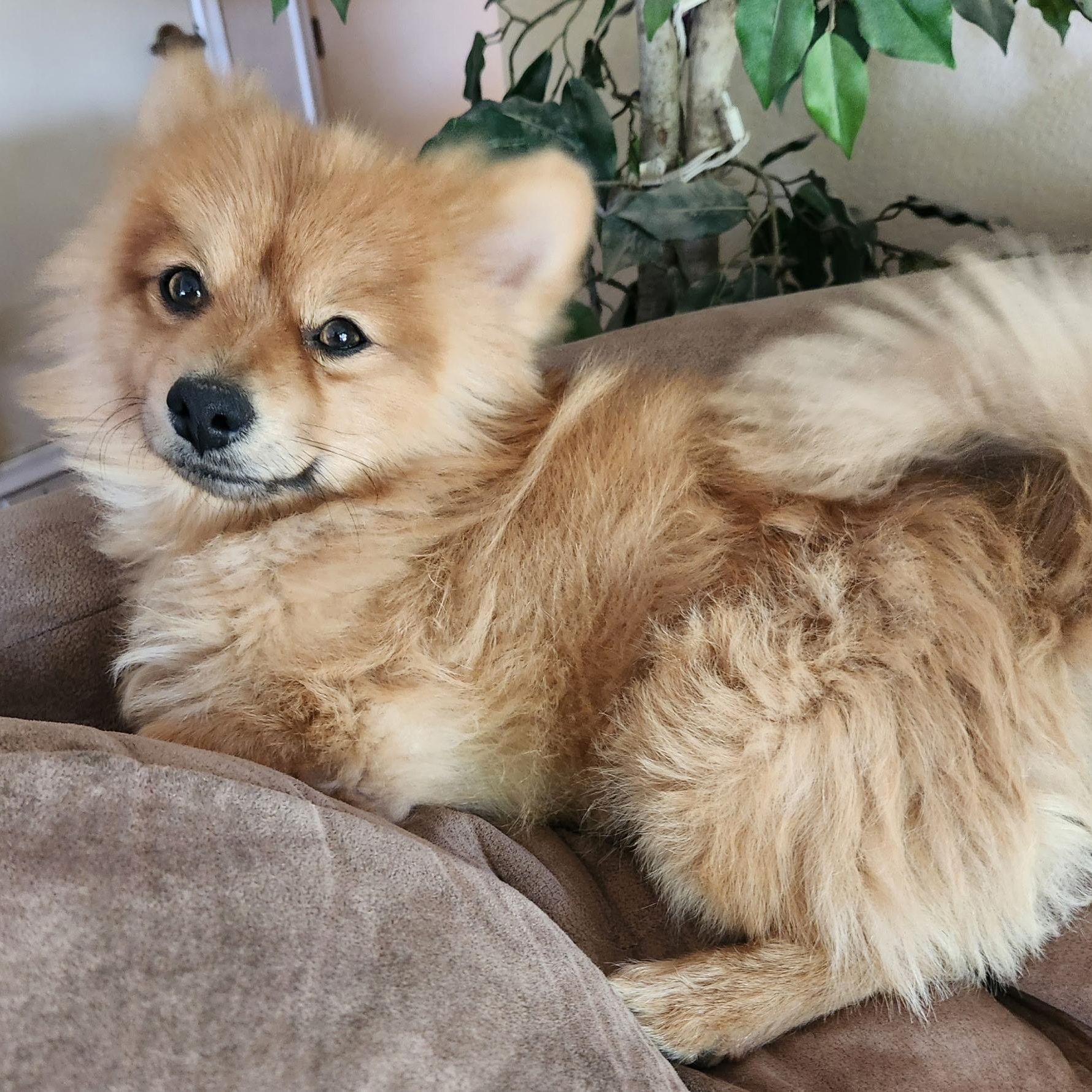 Rusty (formerly Tom), an adoptable Pomeranian in Tucson, AZ image 6/6