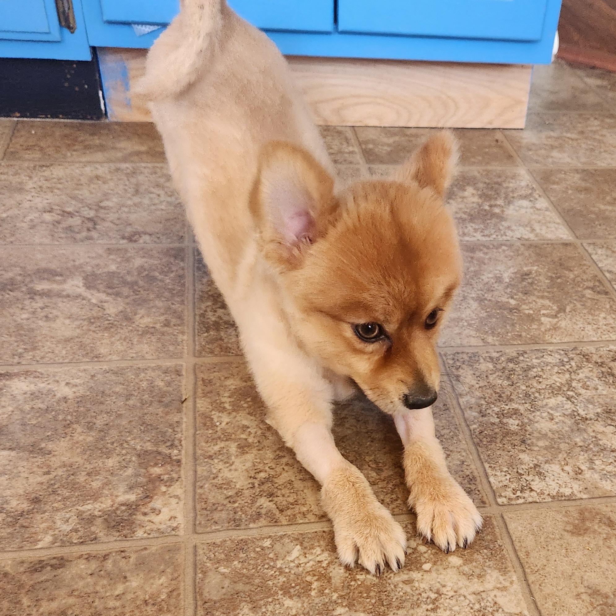 Enlarge Tom, a ADOPTABLE Pomeranian in Tucson, AZ image 2/3