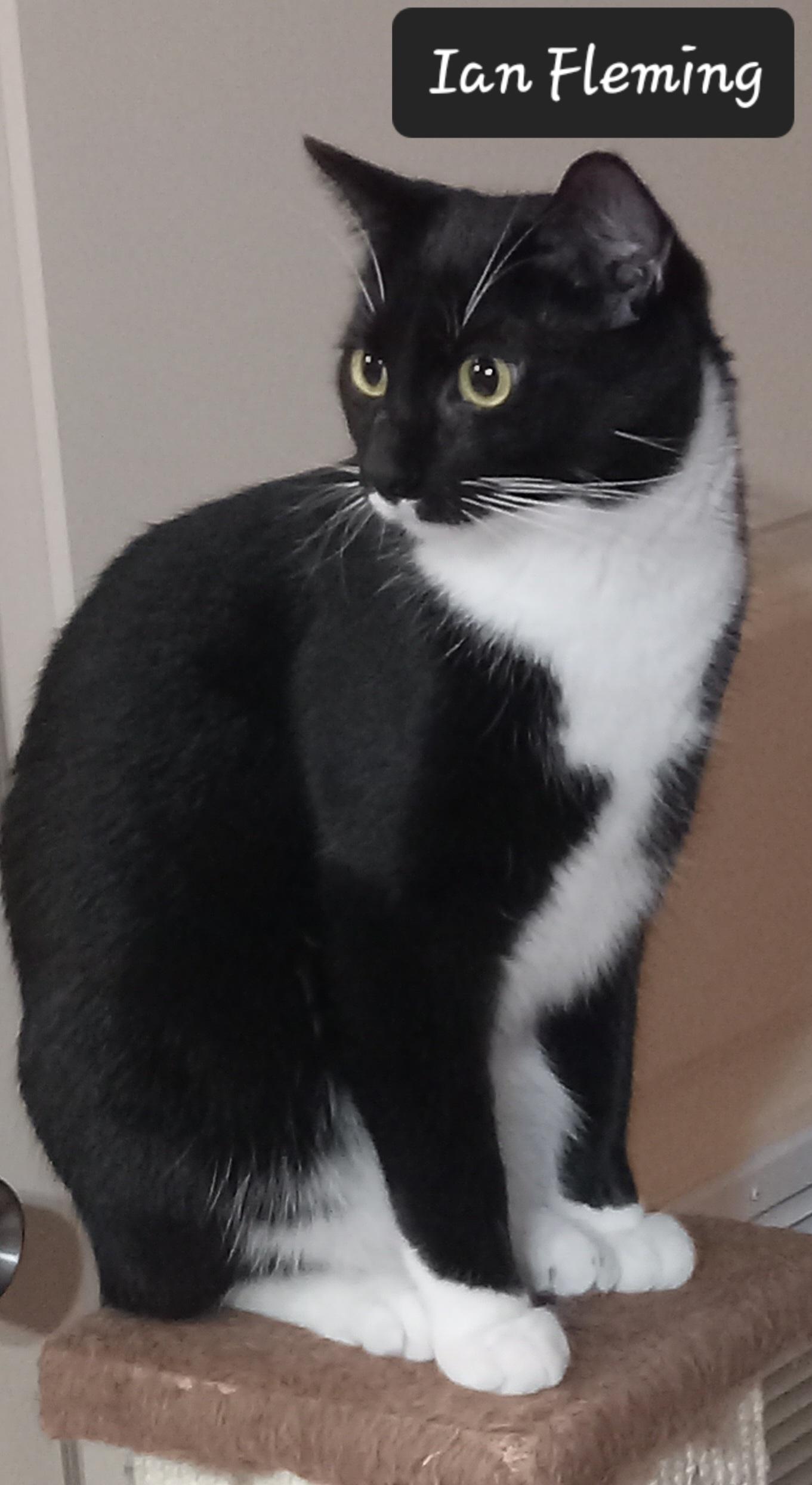 Ian Fleming, ADOPTABLE, Young Male Domestic Short Hair.
