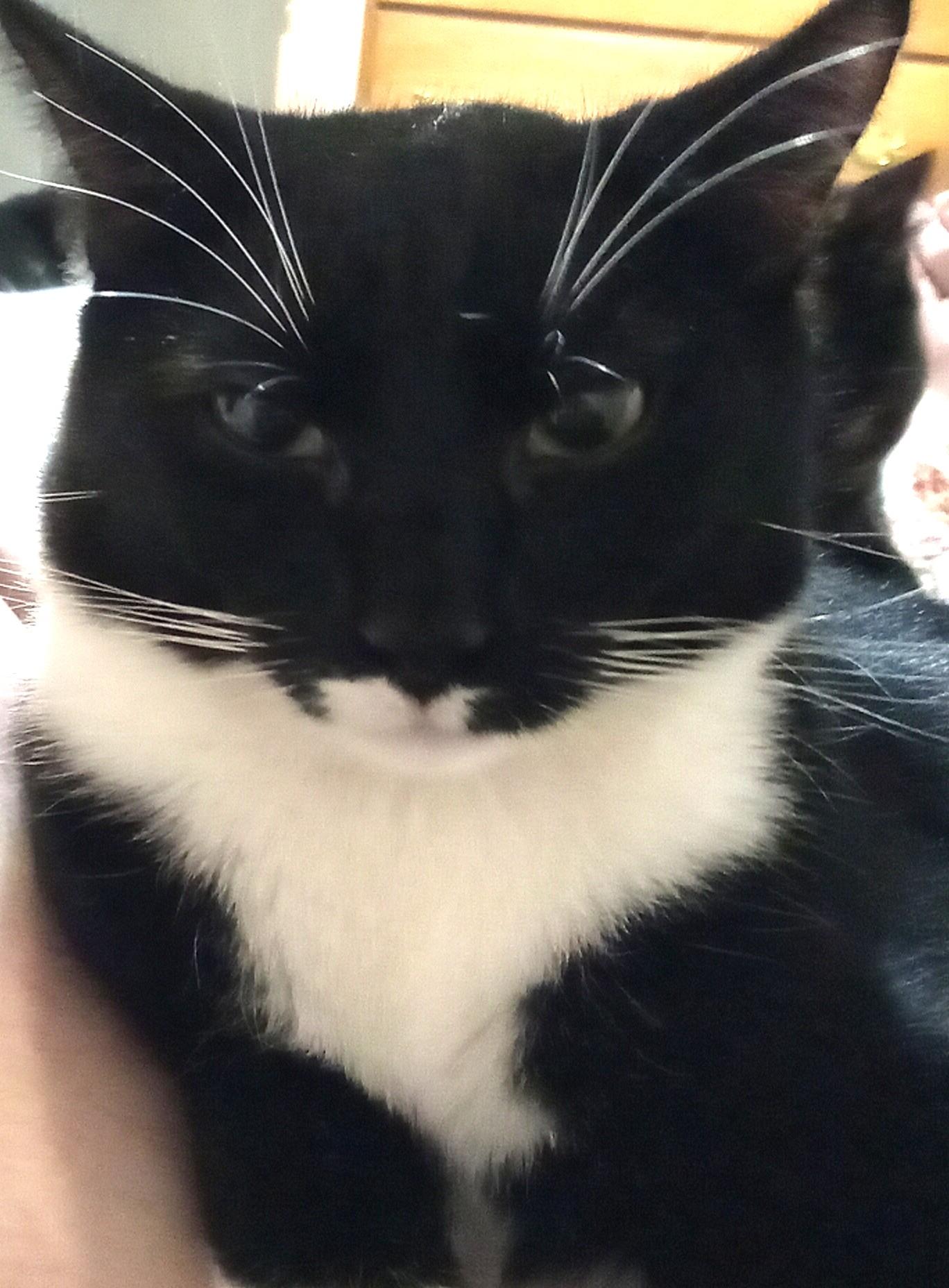 Ian Fleming, a ADOPTABLE Domestic Short Hair in Grifton, NC image 2/3