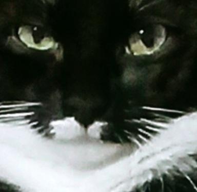 Ian Fleming, a ADOPTABLE Domestic Short Hair in Grifton, NC image 3/3