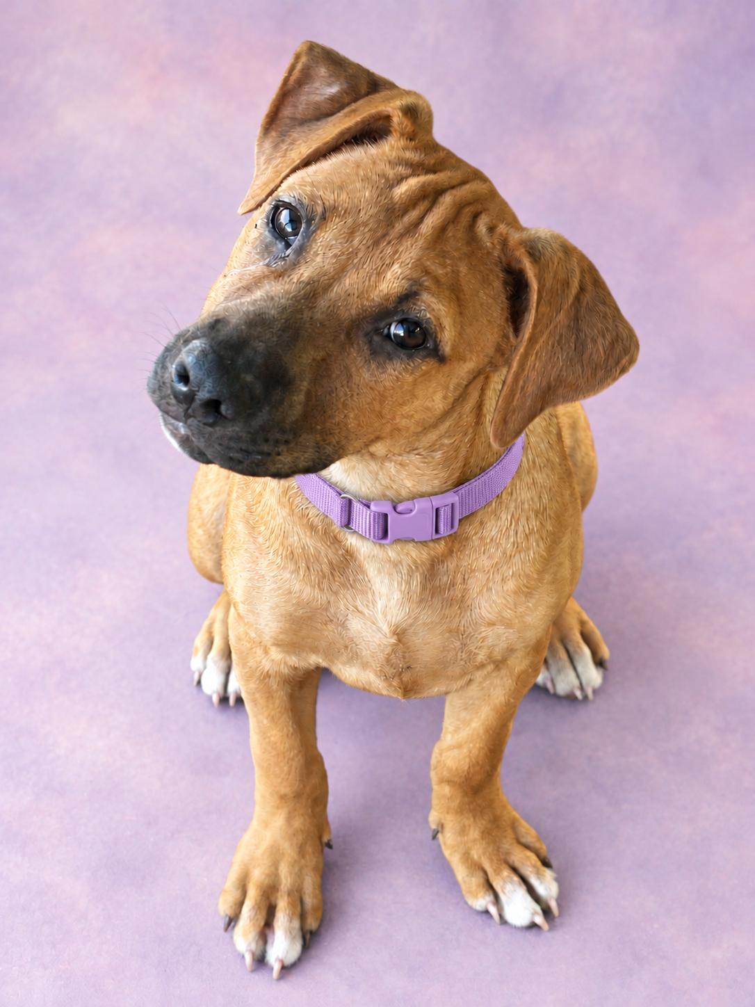 Enlarge Tootsie, a Adoptable mixed breed in Hortense, GA image 1/3
