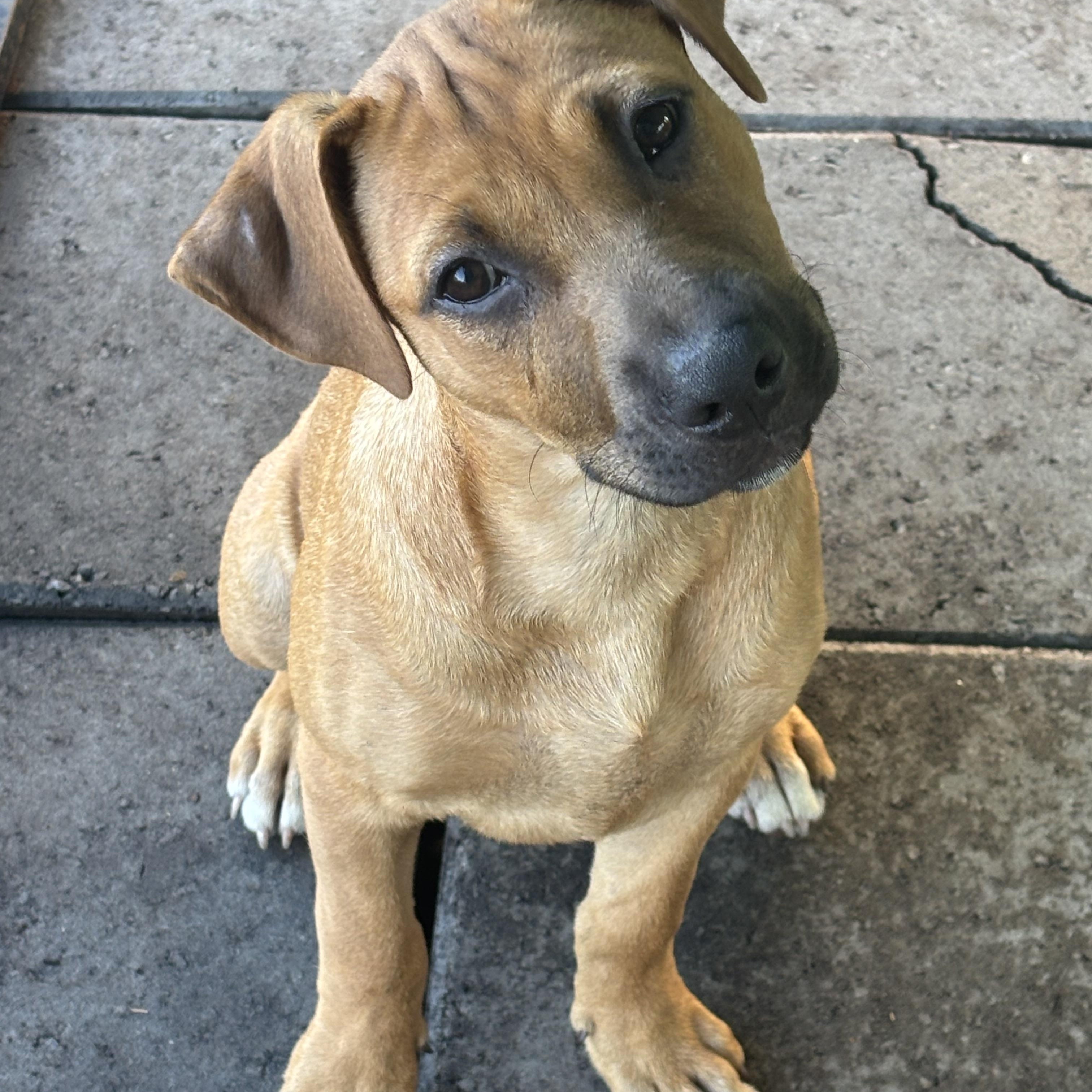 Enlarge Tootsie, a Adoptable mixed breed in Hortense, GA image 3/3