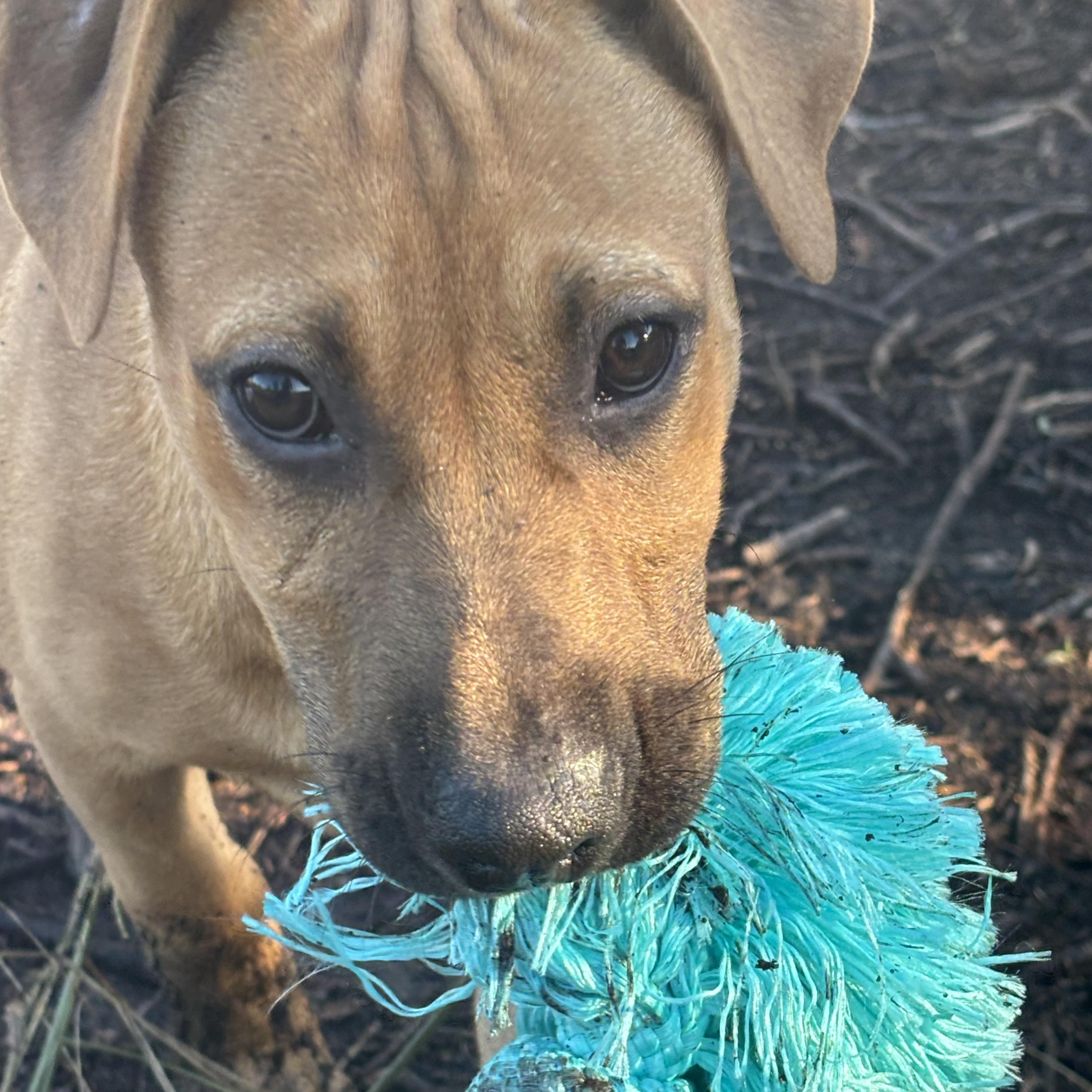 Enlarge Tootsie, a Adoptable mixed breed in Hortense, GA image 2/3