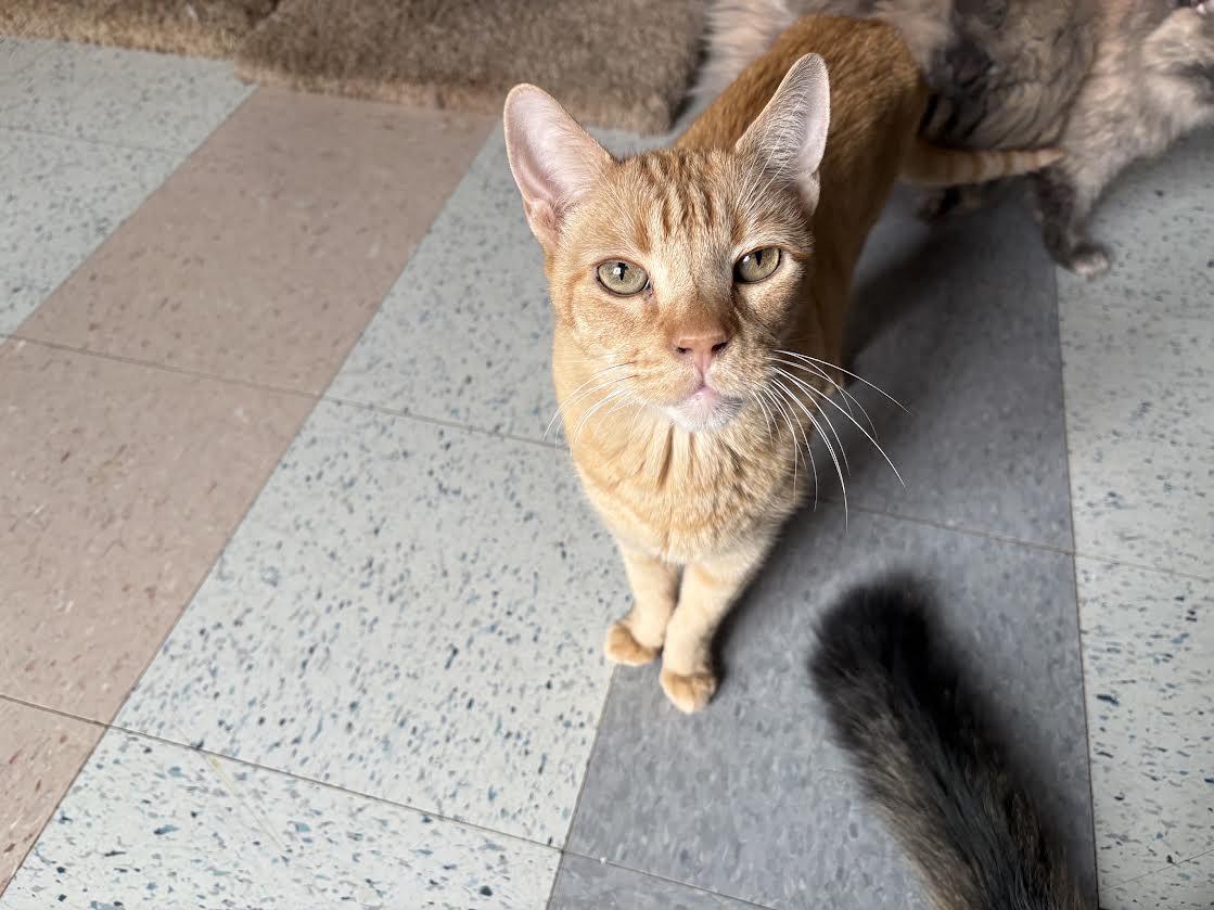 Enlarge Talkin Tim, a Adopted Domestic Short Hair in Carson City, NV image 1/2