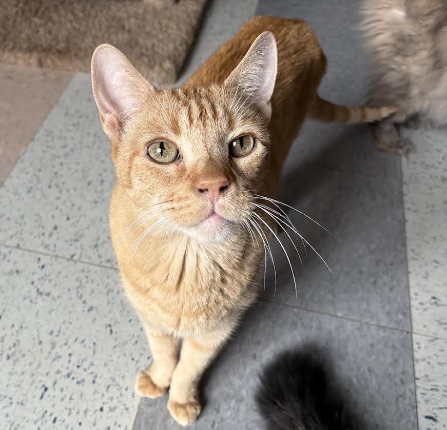 Enlarge Talkin Tim, a Adopted Domestic Short Hair in Carson City, NV image 2/2