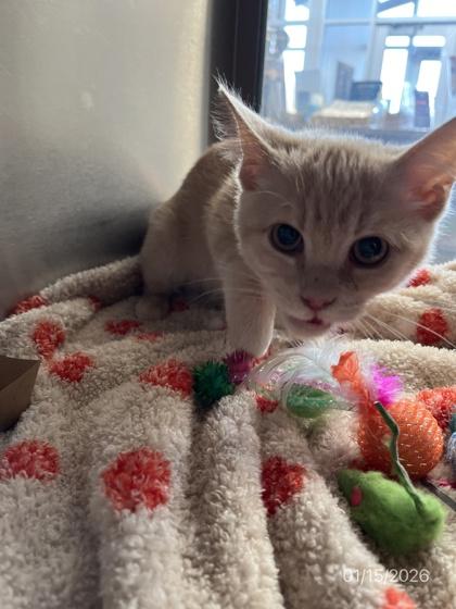 Charlie, Adoptable, Kitten Male British Shorthair & Domestic Short Hair.