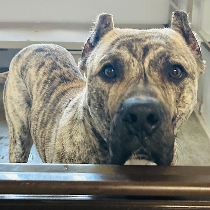 Major, a ADOPTABLE mixed breed in Toledo, OH image 1/2