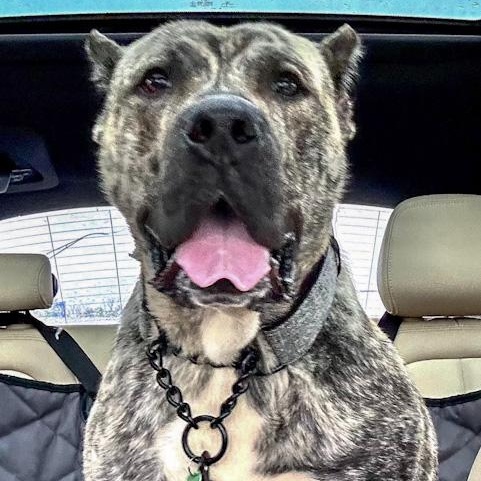 Major, a ADOPTABLE mixed breed in Toledo, OH image 2/2