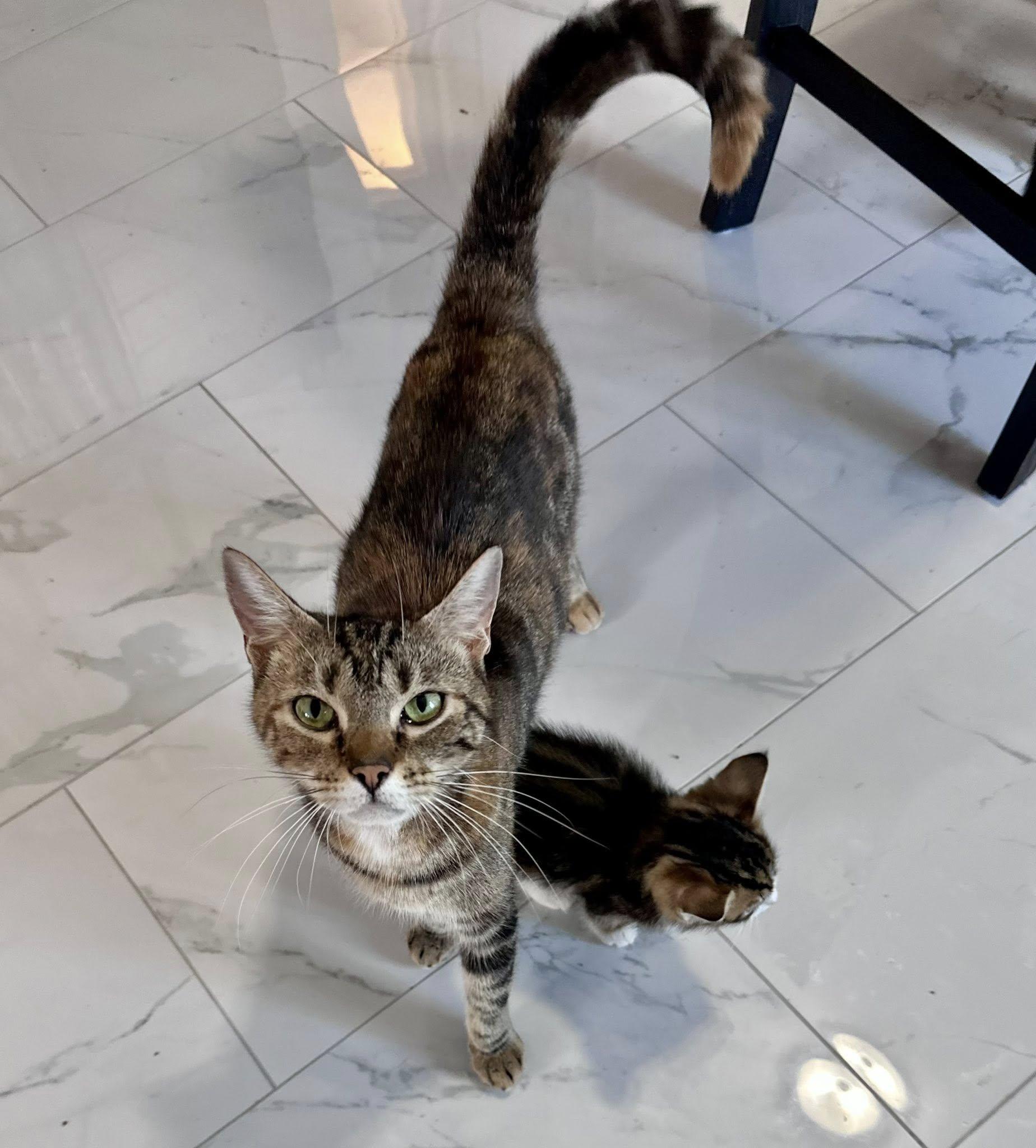 Enlarge Elphaba , a ADOPTABLE Tabby in Bethel, CT image 6/6