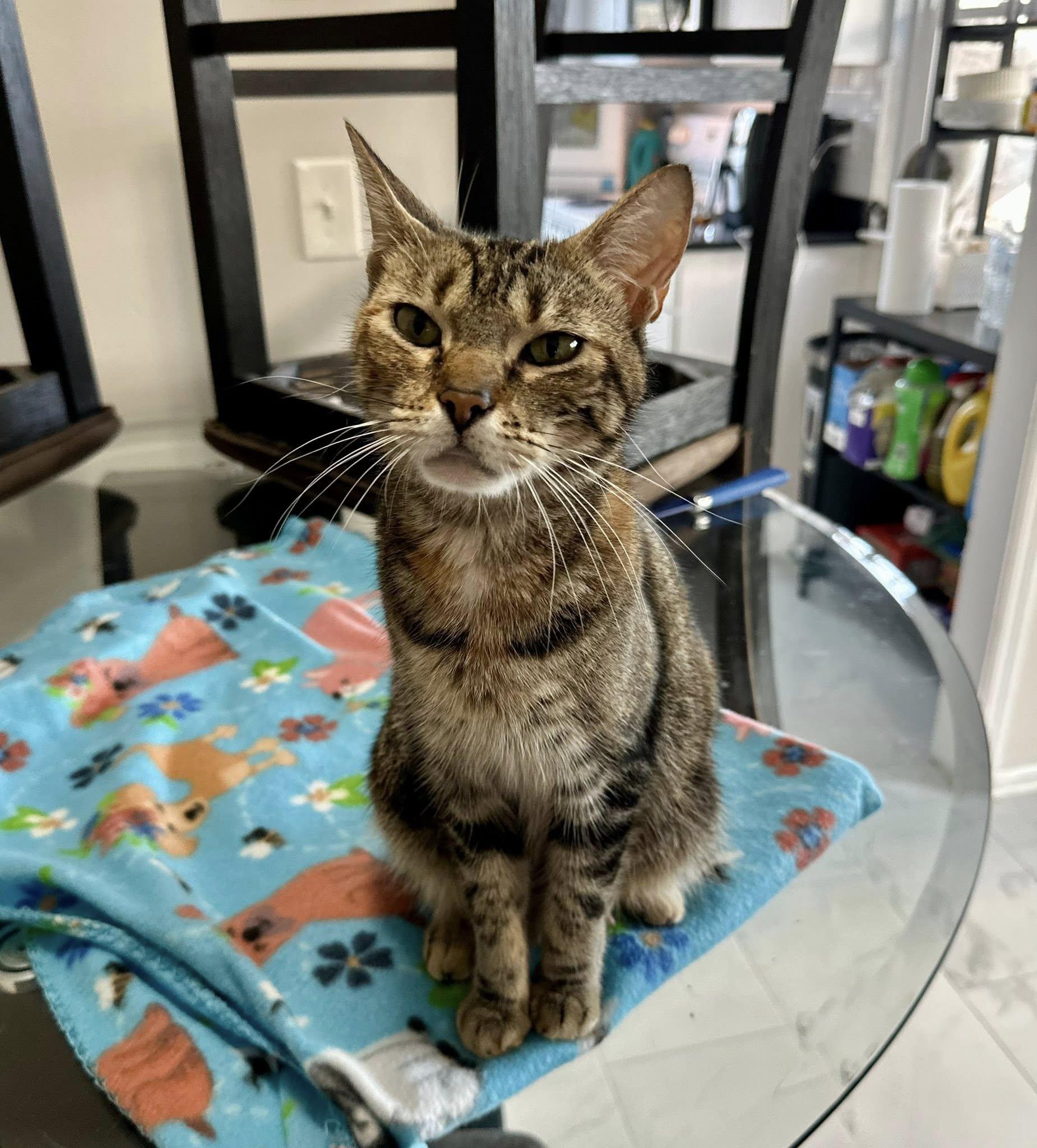 Enlarge Elphaba , a ADOPTABLE Tabby in Bethel, CT image 5/6