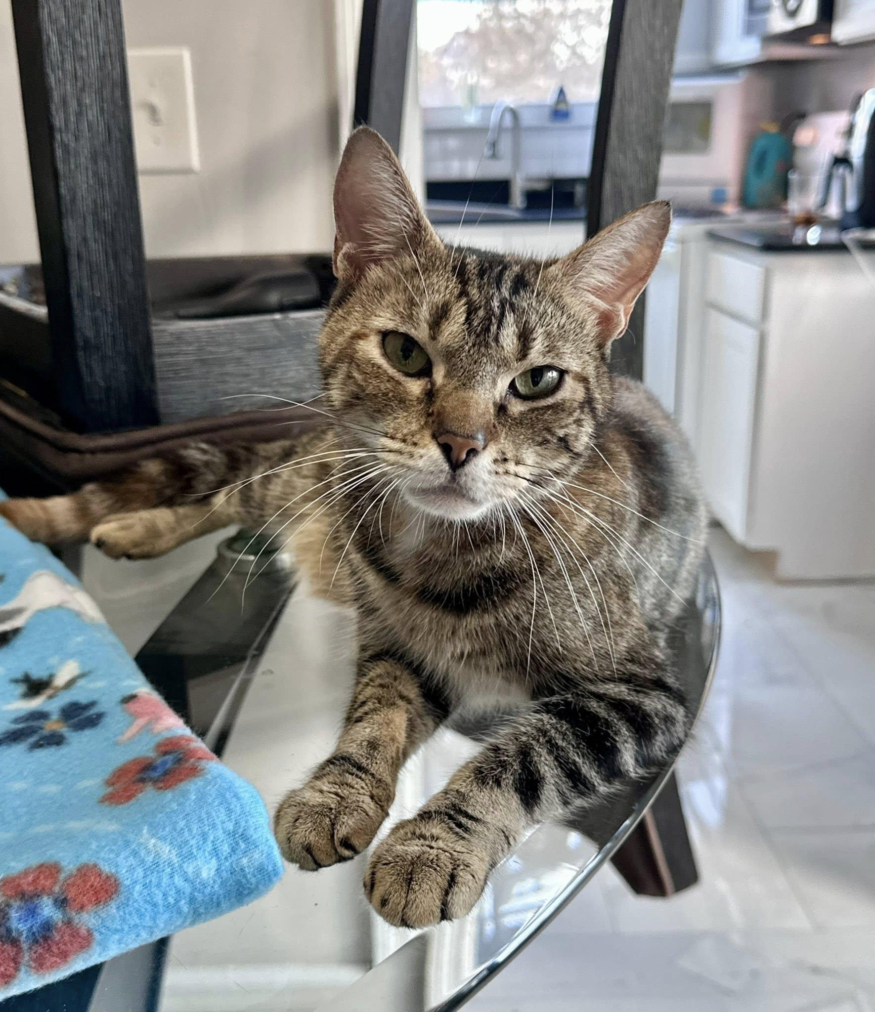 Enlarge Elphaba , a ADOPTABLE Tabby in Bethel, CT image 4/6