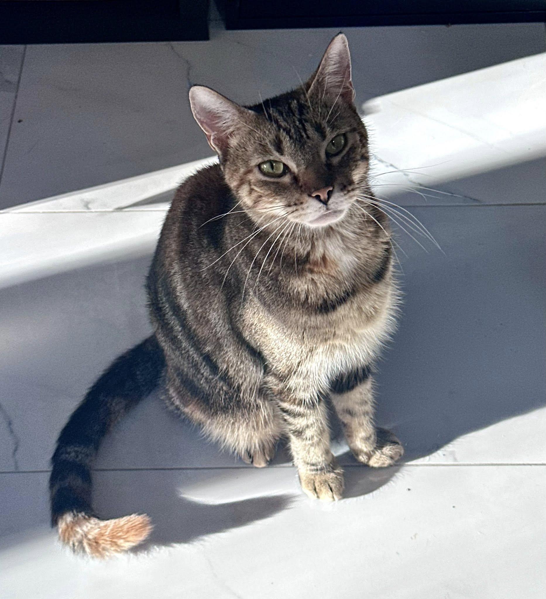 Enlarge Elphaba , a ADOPTABLE Tabby in Bethel, CT image 3/6