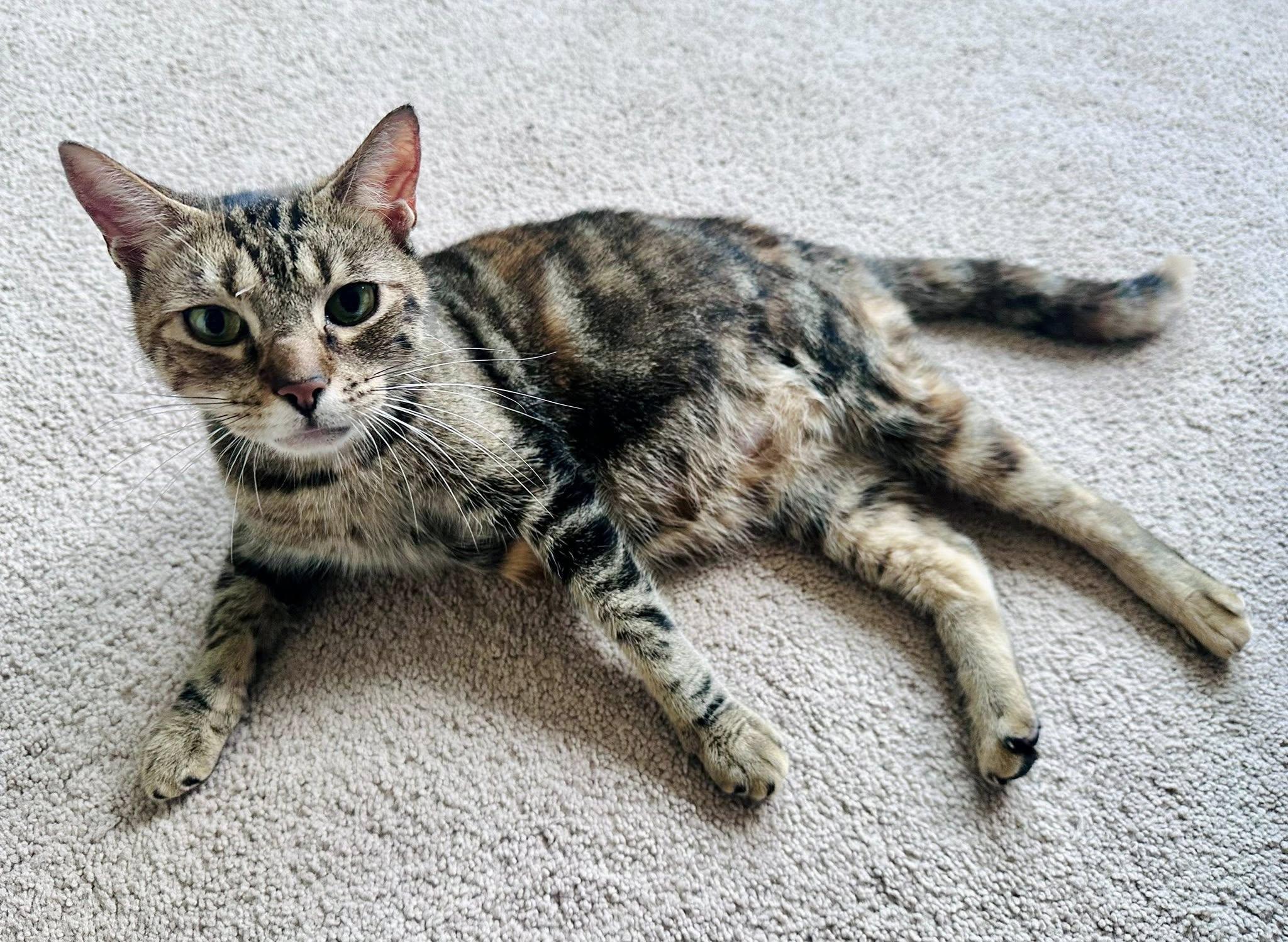 Enlarge Elphaba , a ADOPTABLE Tabby in Bethel, CT image 2/6