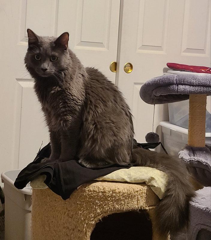 Nika, Adoptable, Young Female Domestic Long Hair.