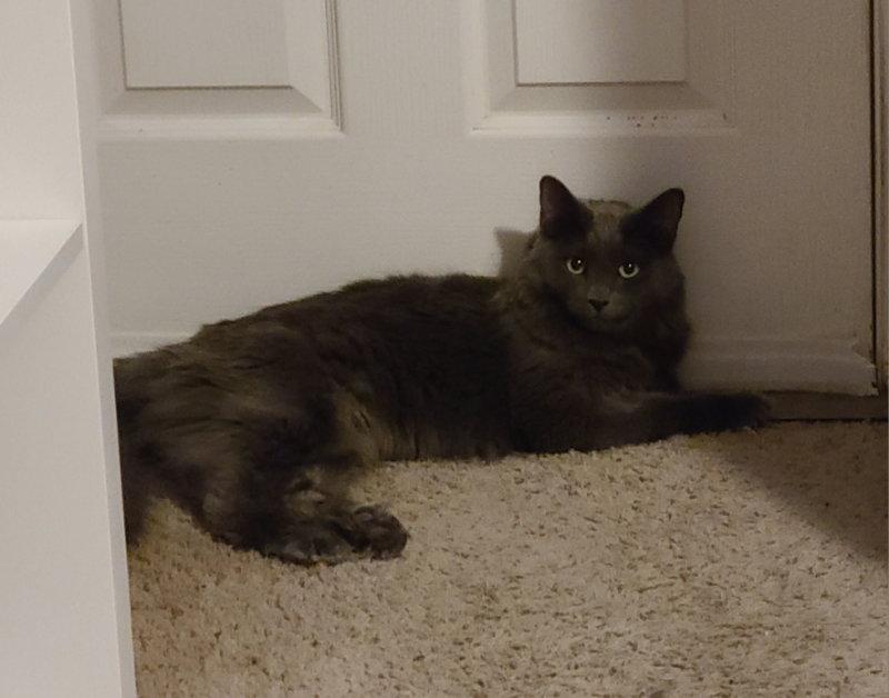 Enlarge Nika, a Adoptable Domestic Long Hair in Mesa, AZ image 2/3