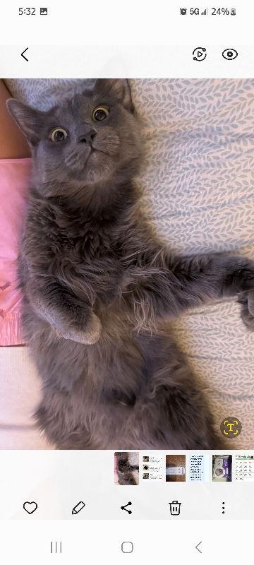 Enlarge Nika, a Adoptable Domestic Long Hair in Mesa, AZ image 1/1