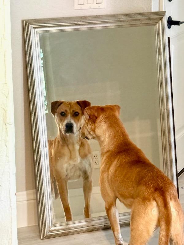 Pearl, a Adoptable mixed breed in Fayetteville, AR image 1/6