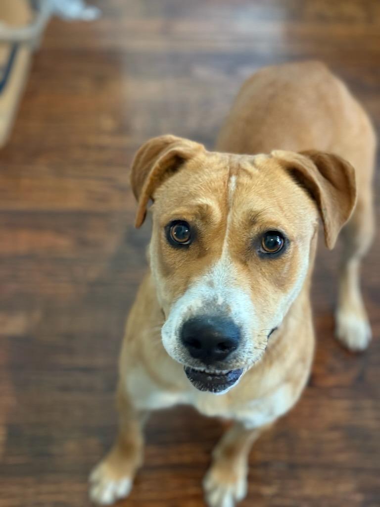 Pearl, a Adoptable mixed breed in Fayetteville, AR image 2/6