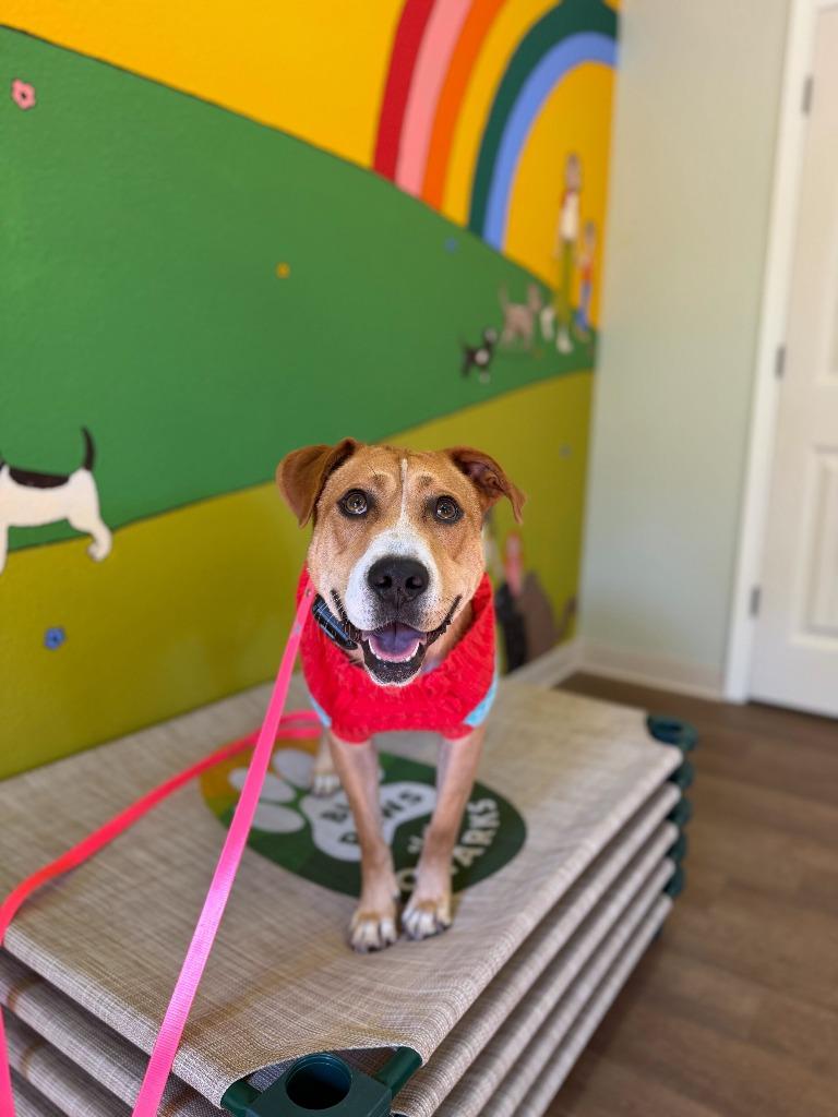 Pearl, a Adoptable mixed breed in Fayetteville, AR image 3/6