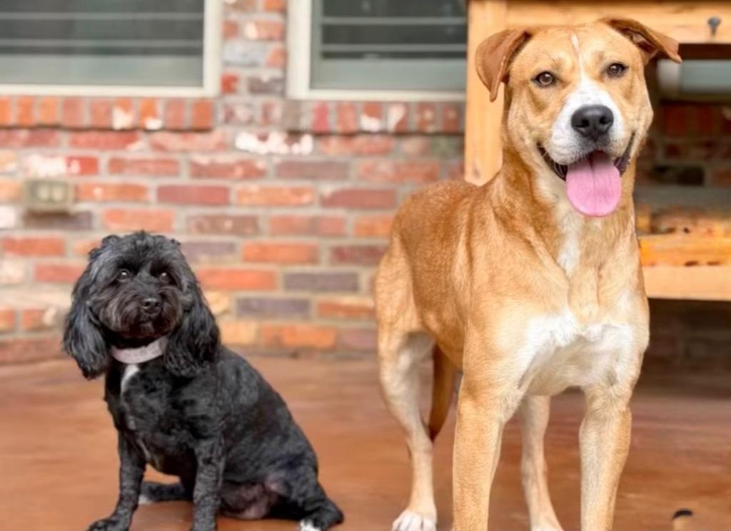 Pearl, a Adoptable mixed breed in Fayetteville, AR image 5/6