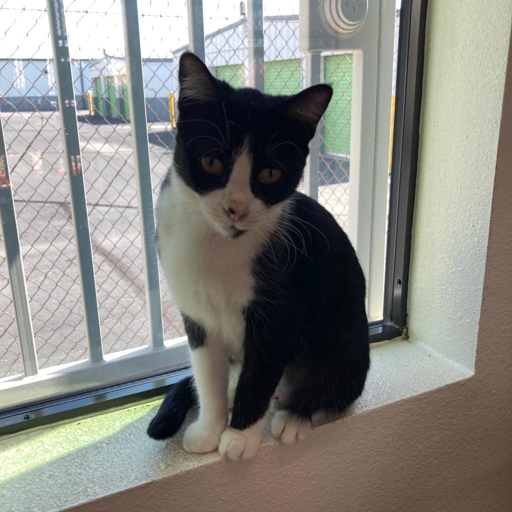 Enlarge Bahama Mama, a Adoptable mixed breed in Youngtown, AZ image 1/6