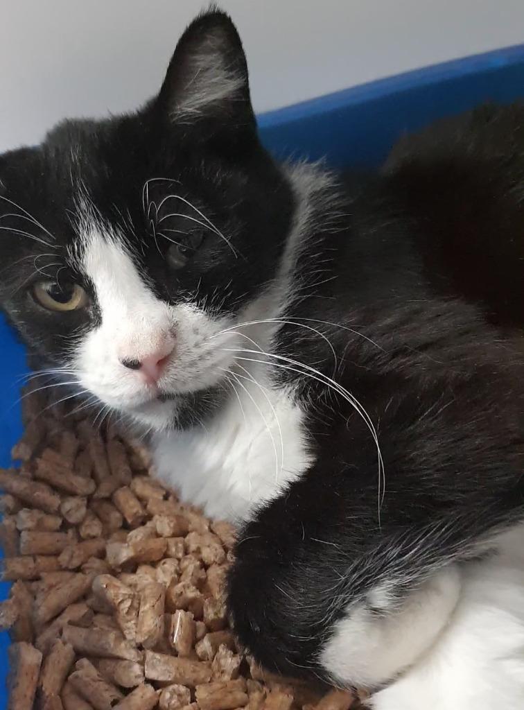 Enlarge Bahama Mama, a Adoptable mixed breed in Youngtown, AZ image 2/6