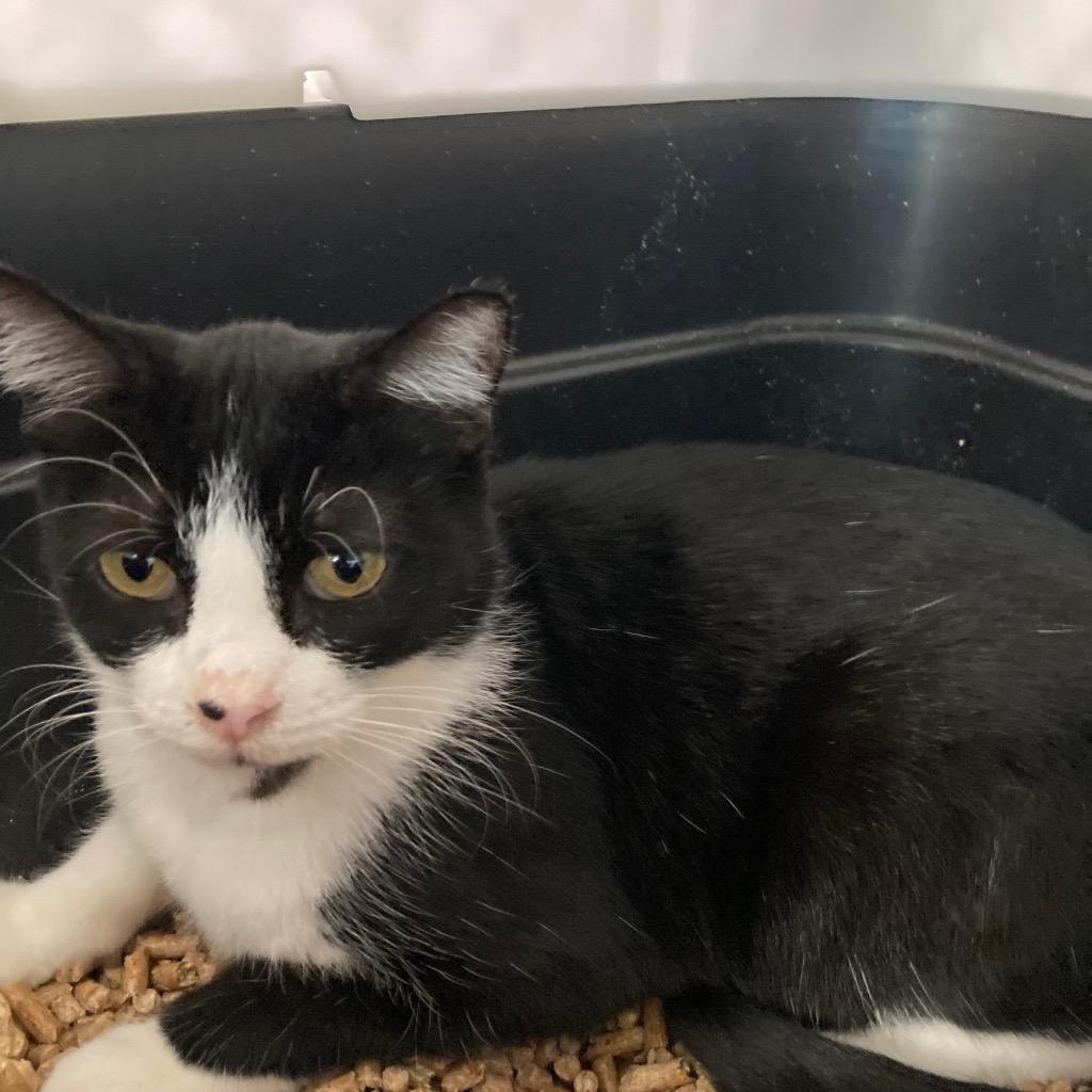 Enlarge Bahama Mama, a Adoptable mixed breed in Youngtown, AZ image 3/6