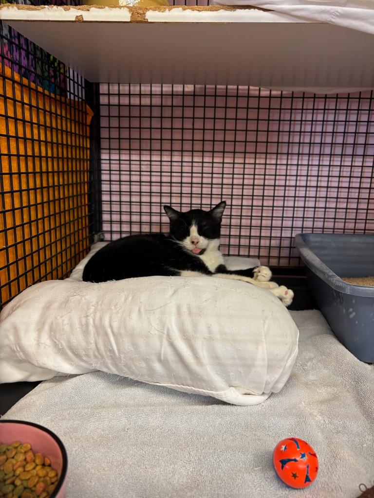 Enlarge Bahama Mama, a Adoptable mixed breed in Youngtown, AZ image 4/6