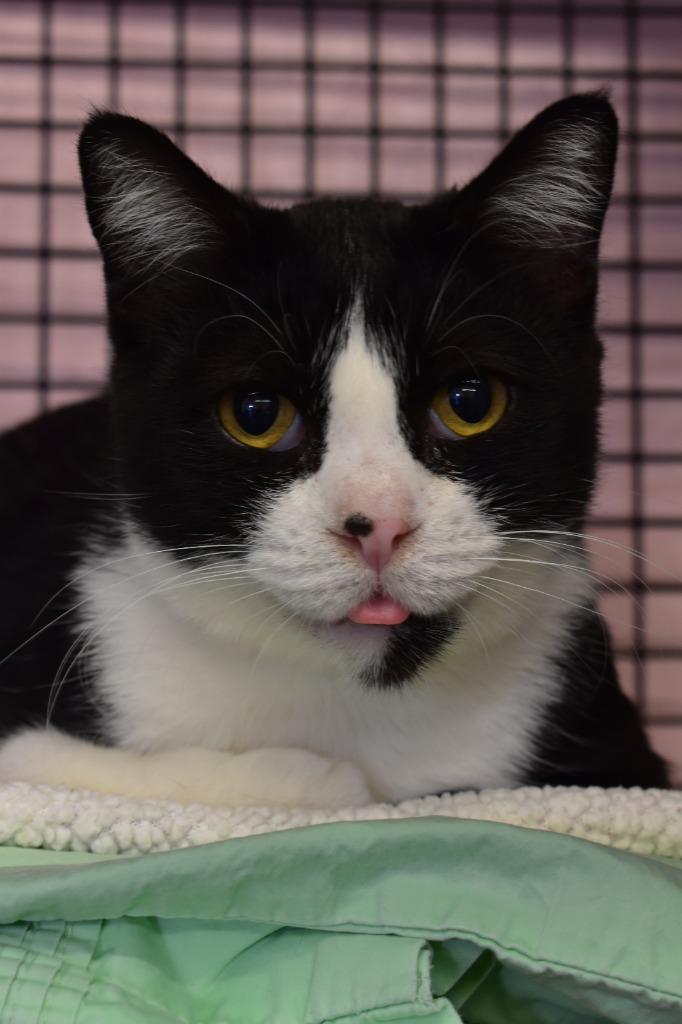 Bahama Mama, Adoptable, Adult Female Domestic Short Hair.