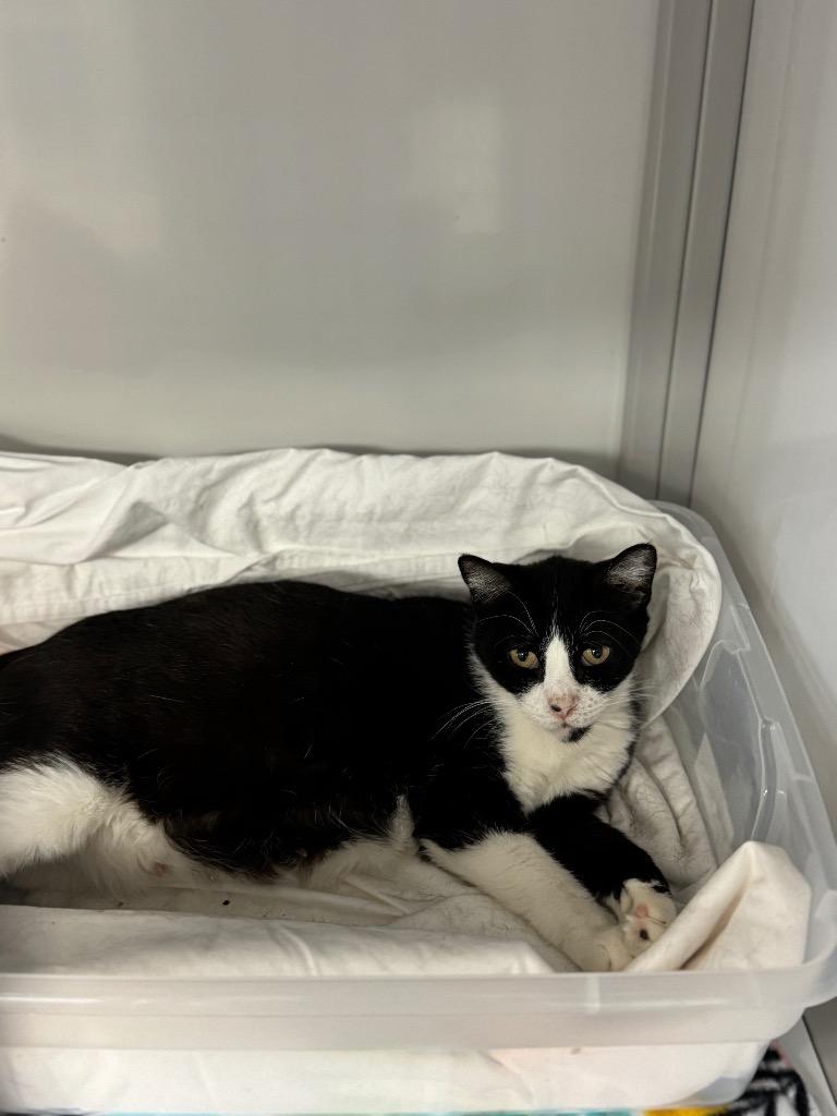 Enlarge Bahama Mama, a Adoptable mixed breed in Youngtown, AZ image 6/6