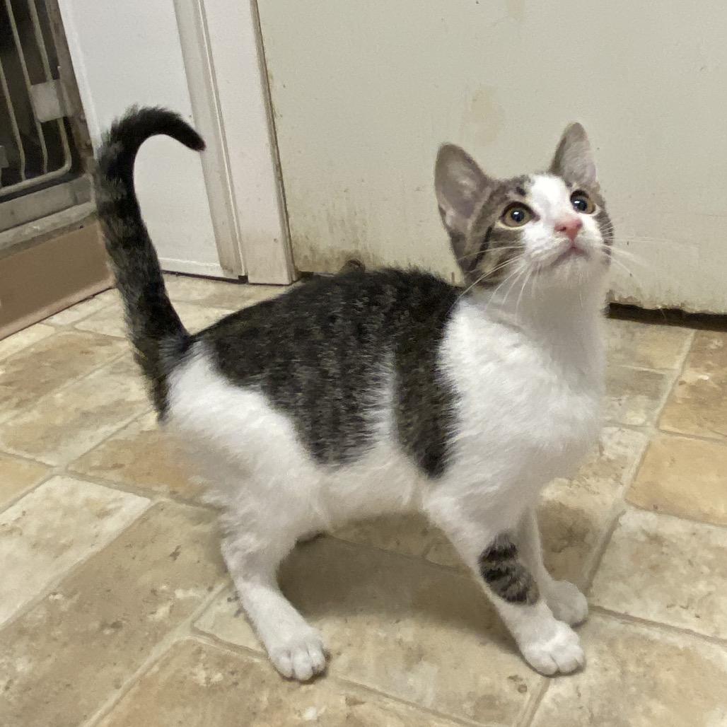 Lucky, Adoptable, Kitten Male Domestic Short Hair.