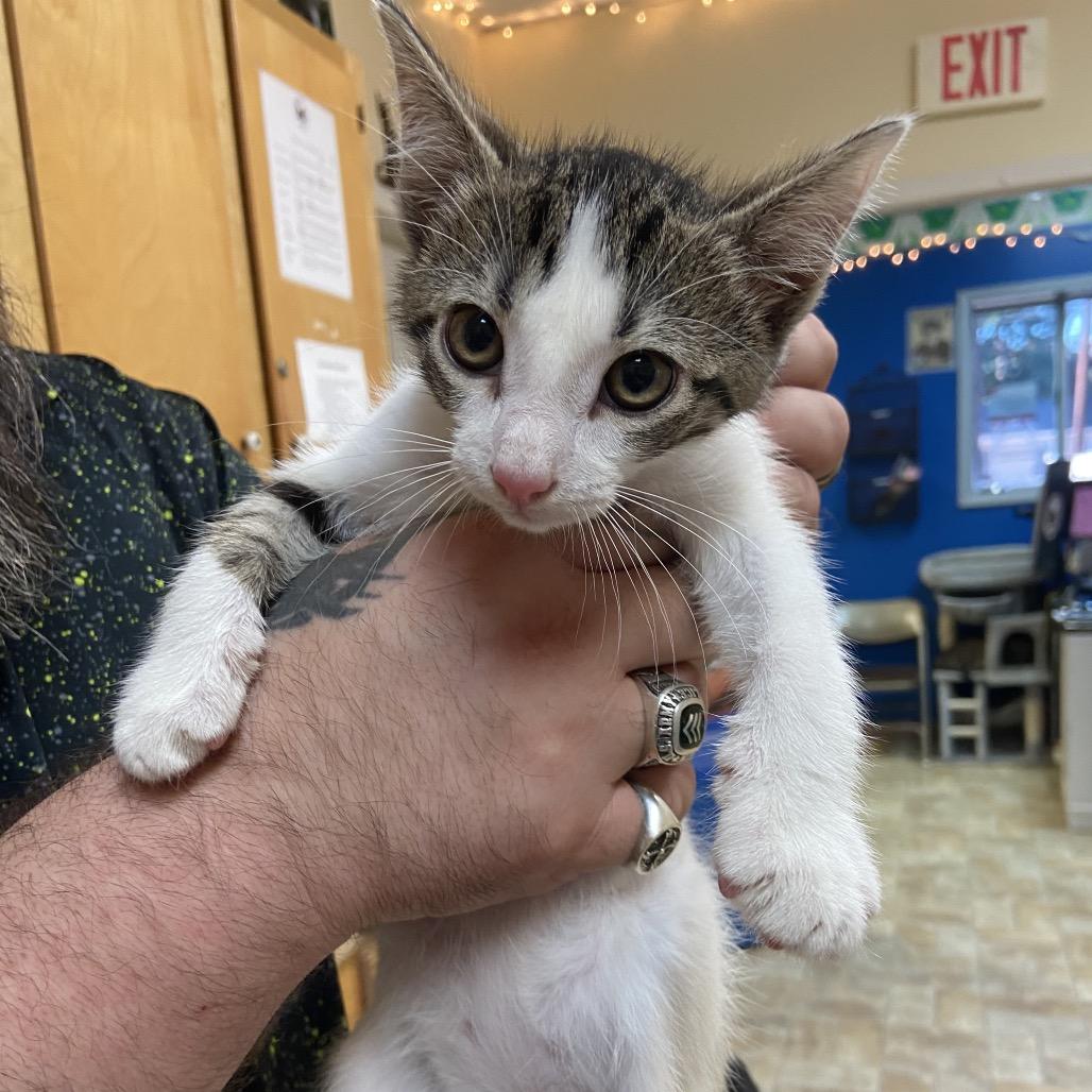 Lucky, a Adoptable Domestic Short Hair in Monroe, LA image 2/2