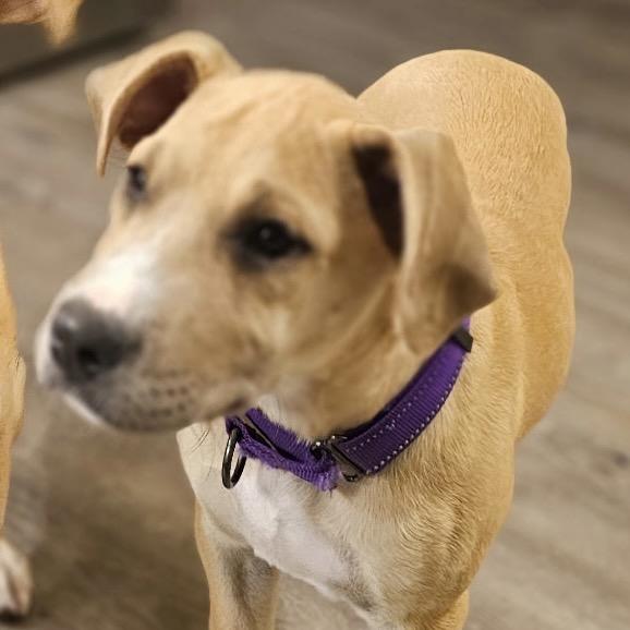 Rena, Adoptable, Puppy Female Great Dane.