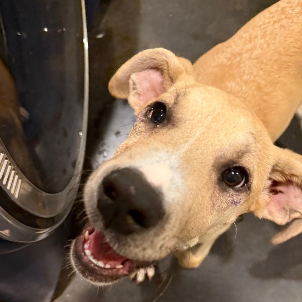 Enlarge Rena, a Adoptable mixed breed in Ennis, TX image 2/2