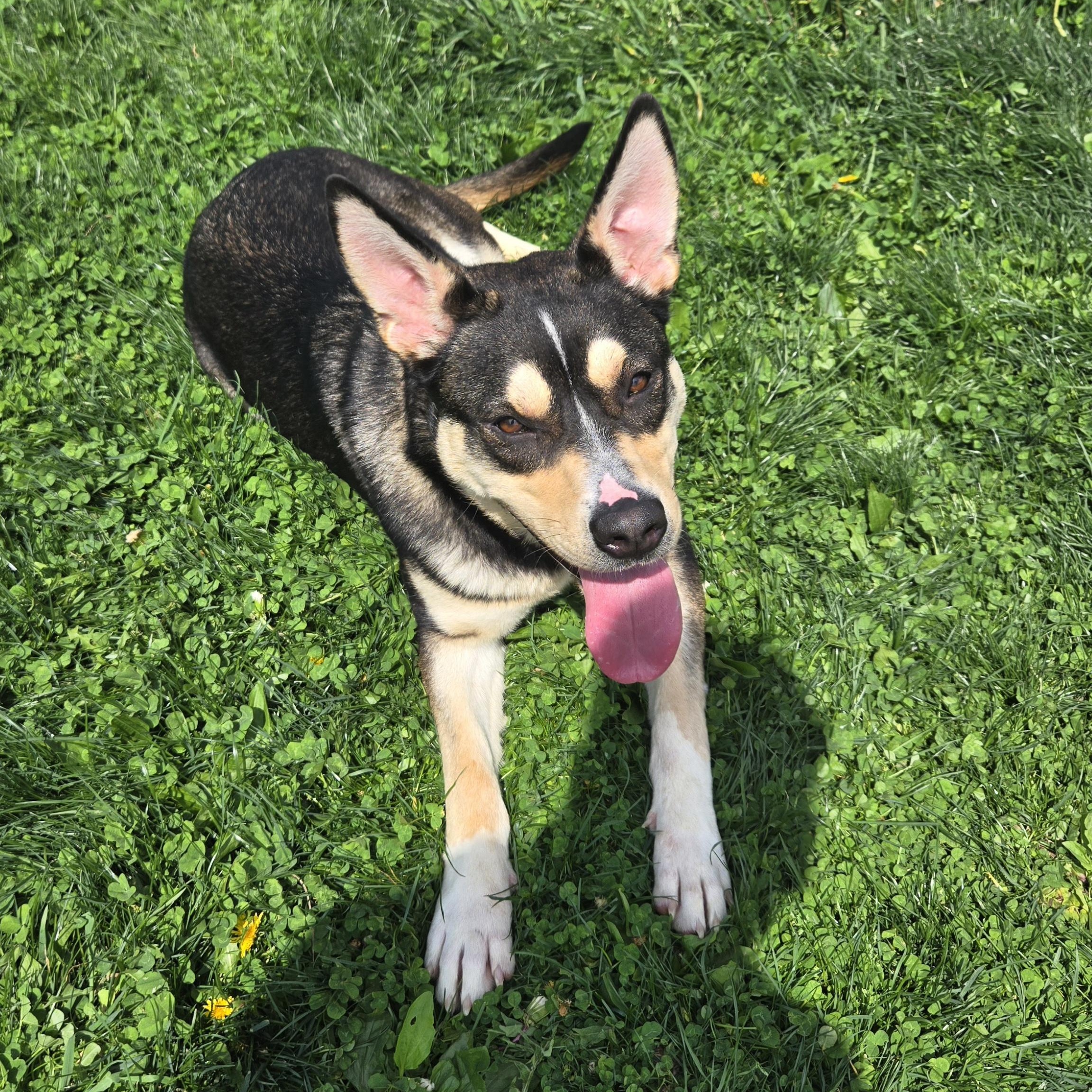 Enlarge Pandora, a ADOPTABLE Australian Kelpie in Xenia , OH image 5/6