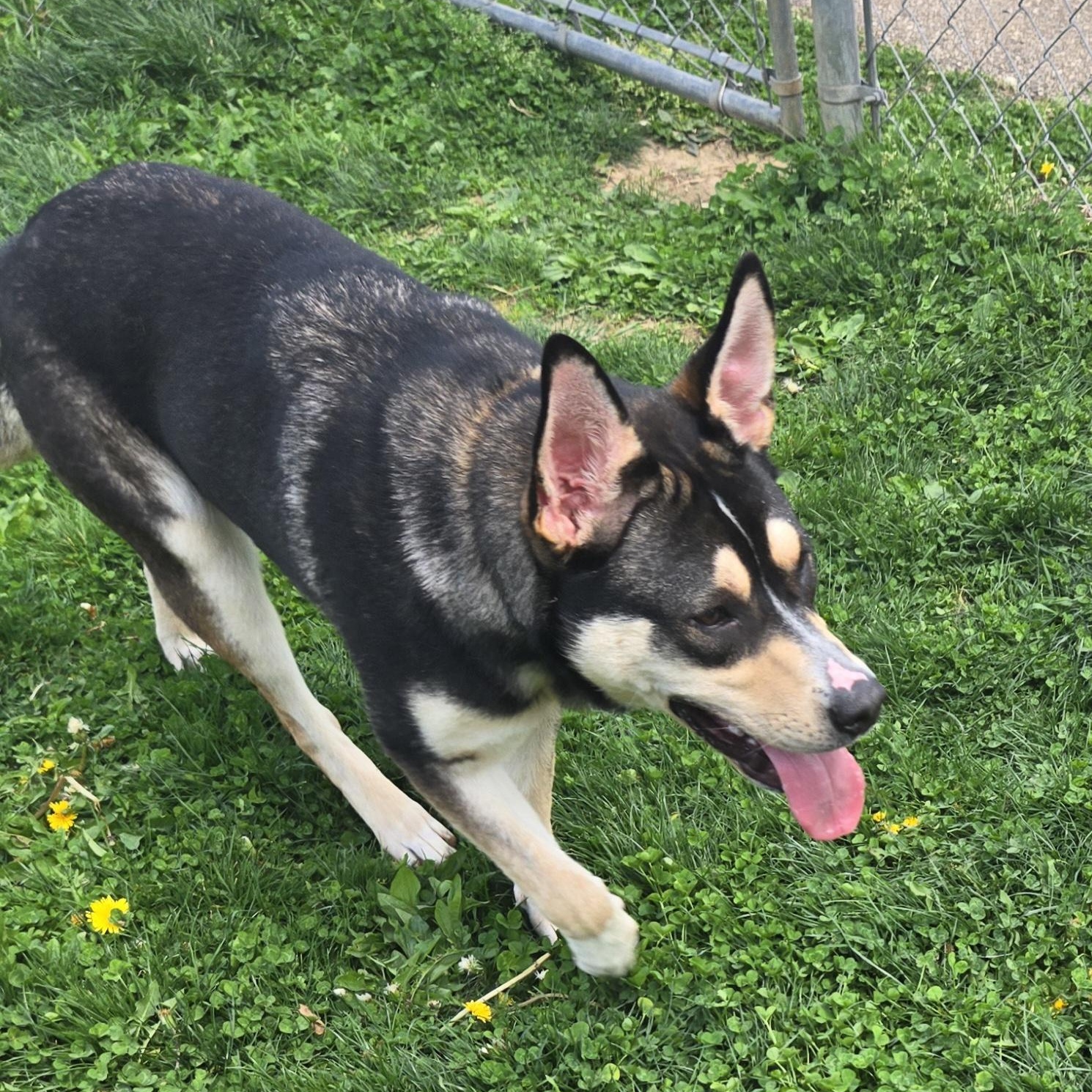 Enlarge Pandora, a ADOPTABLE Australian Kelpie in Xenia , OH image 4/6