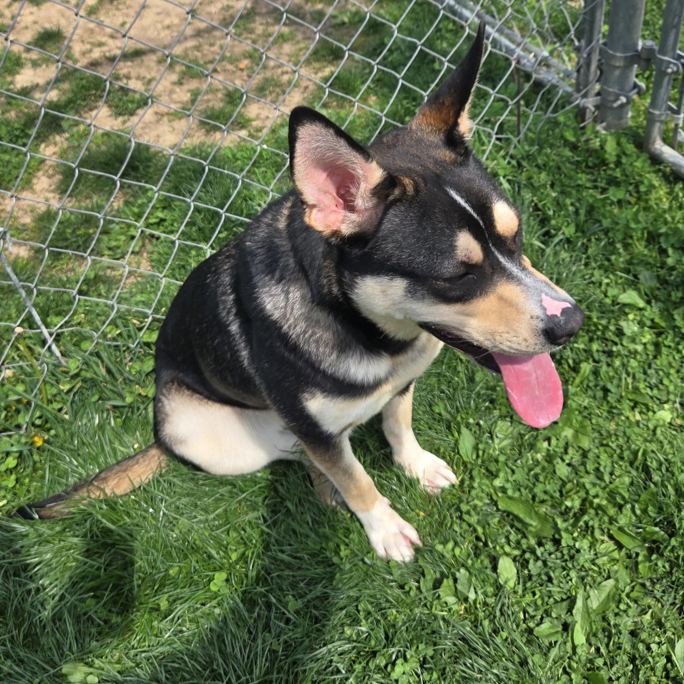 Pandora, ADOPTABLE, Adult Female Australian Kelpie.
